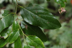 Cryptocarya erythroxylon