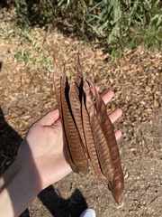 Leucaena leucocephala