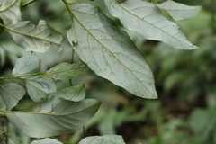 Cryptocarya erythroxylon