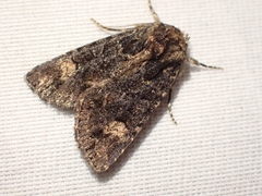 Aseptis binotata