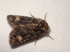 Aseptis binotata