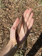 Leucaena leucocephala