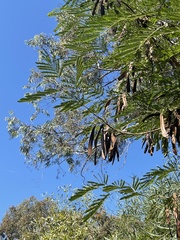 Leucaena leucocephala