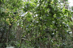 Cryptocarya erythroxylon