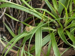 Luzula densiflora