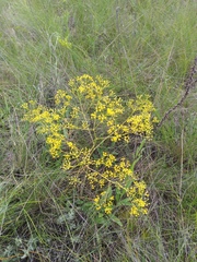 Ferula caspica