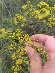 Ferula caspica