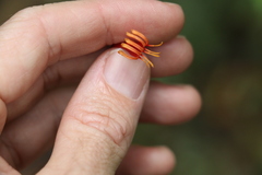 Benthamina alyxifolia