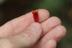 Benthamina alyxifolia