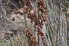 Rhodocoma arida
