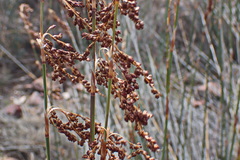 Rhodocoma arida