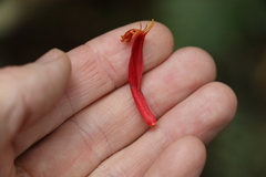 Benthamina alyxifolia