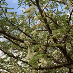 Acacia senegal image