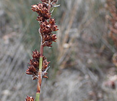 Rhodocoma arida