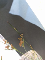 Juncus marginatus