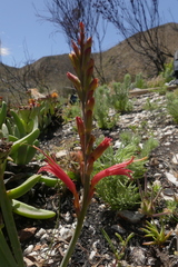 Tritoniopsis antholyza