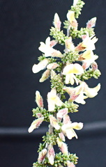 Aspalathus granulata