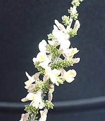 Aspalathus granulata