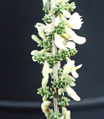 Aspalathus granulata
