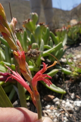 Tritoniopsis antholyza