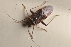Diomocoris