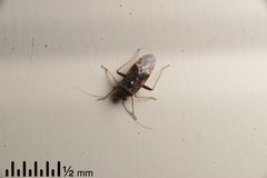 Diomocoris