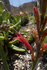 Tritoniopsis antholyza