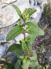 Pentanema squarrosum