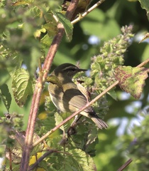 Phylloscopus tytleri