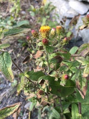 Pentanema squarrosum