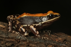 Hydrophylax bahuvistara