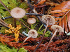 Mycetinis copelandii