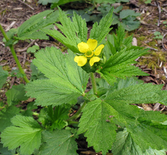 Geum macrophyllum macrophyllum