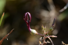 Ceropegia jainii