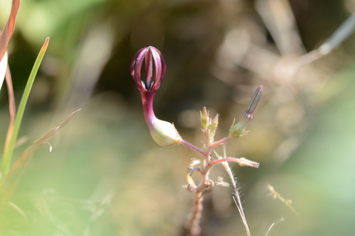 Ceropegia jainii