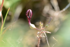 Ceropegia jainii
