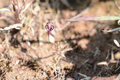 Ceropegia jainii
