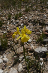 Moraea neglecta