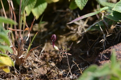 Ceropegia jainii