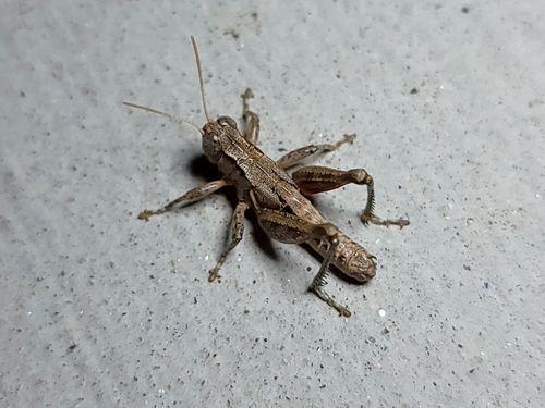 Oedaleonotus tenuipennis