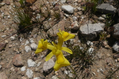 Moraea neglecta