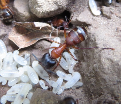 iNaturalist observation photo of Carpenter Ants, Typical Sugar Ants and Allies