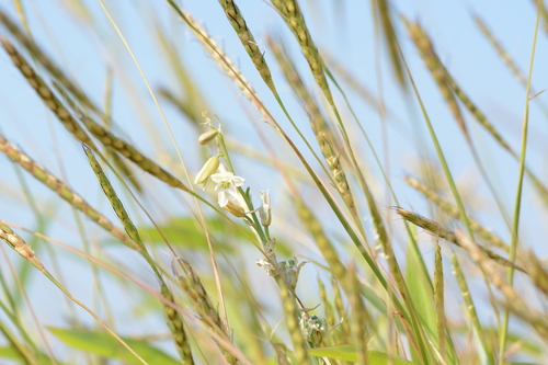 Ursula's Dipcadi (Dipcadi ursulae)