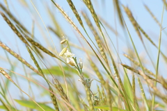 Dipcadi ursulae