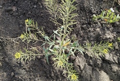 Erysimum cheiranthoides