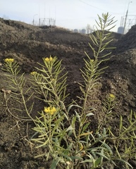 Erysimum cheiranthoides