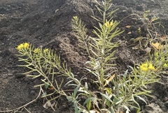 Erysimum cheiranthoides