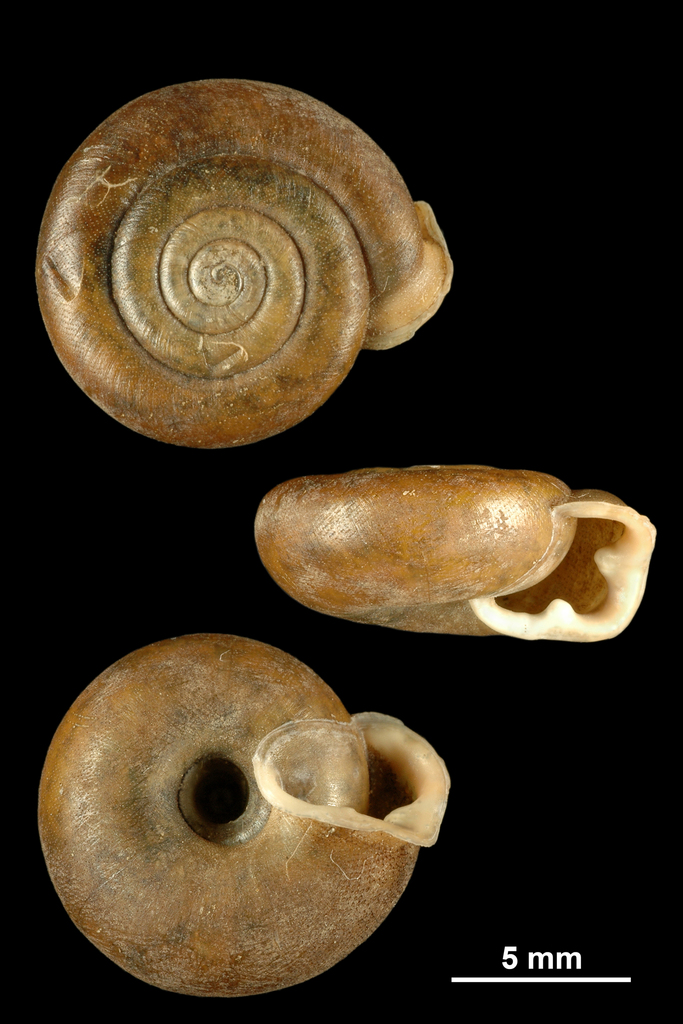 umbilical mask snail