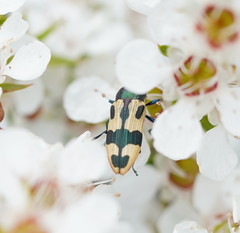 Castiarina interstitialis