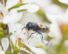 Castiarina interstitialis